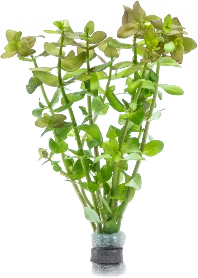 SubstrateSource Live Aquarium Red Stem Plants - Freshwater Aquatic Plant for Fish Tanks, Aquascaping - (Ludwigia Natans Super, 1 Bunch)