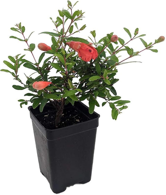 Dwarf Pomegranate Plant- Punica - Bonsai/Houseplant/Outdoors - Edible - 2.5" Pot