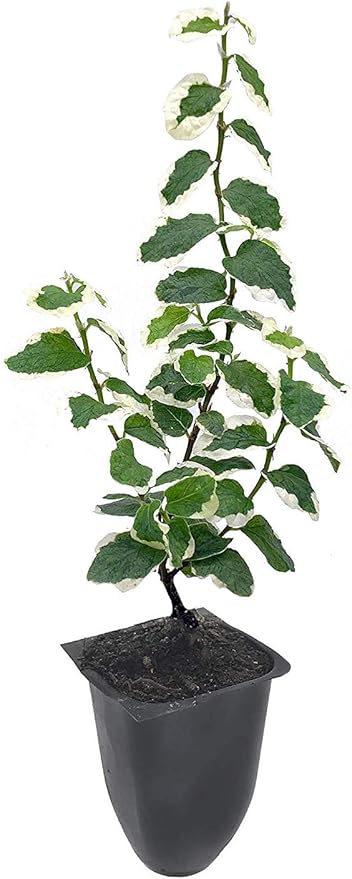 Variegated Creeping Fig Vine - Ficus Pumila Variegata - 30 Live Fully Rooted 2 Inch Plants - Climbing Ivy