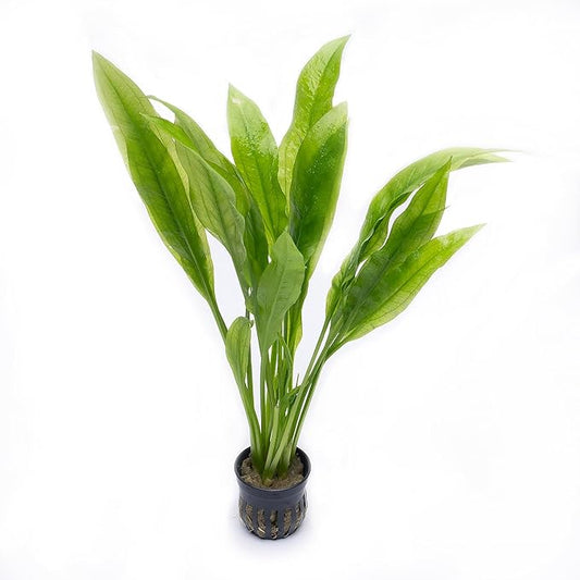 SubstrateSource Amazon Sword Echinodorus Bleheri Live Plant for Freshwater Aquariums, Natural Fish Tank Decorations, and Aquatic Decor (5 Pots (10-15 Plants))