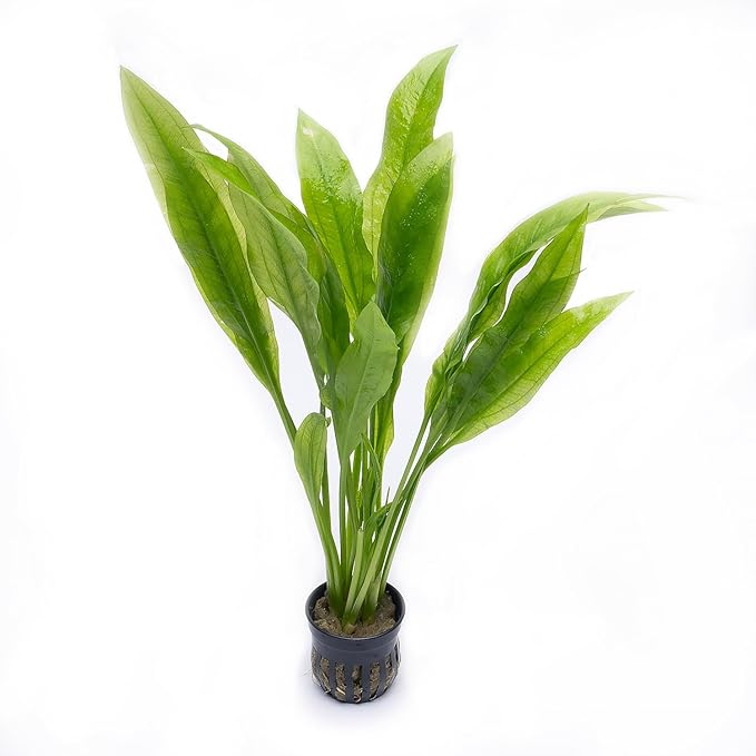 SubstrateSource Amazon Sword Echinodorus Bleheri Live Plant for Freshwater Aquariums, Natural Fish Tank Decorations, and Aquatic Decor (3 Pots (6-9 Plants))