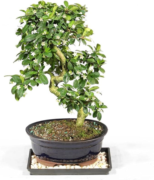 Brussel's Bonsai Live Fukien Tea Bonsai Tree - Medium, 9 Year, 8 to 12 inches Tall - Indoor Bonsai Tree Live with Ceramic Bonsai Pot and Bonsai Tray