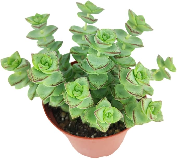 SUCCULENTS BOX String of Buttons Crassula Perforata (5"-7" Tall in 4" Grower Pot) - Live Healthy Unique Variegated Succulent for Home Office Decoration