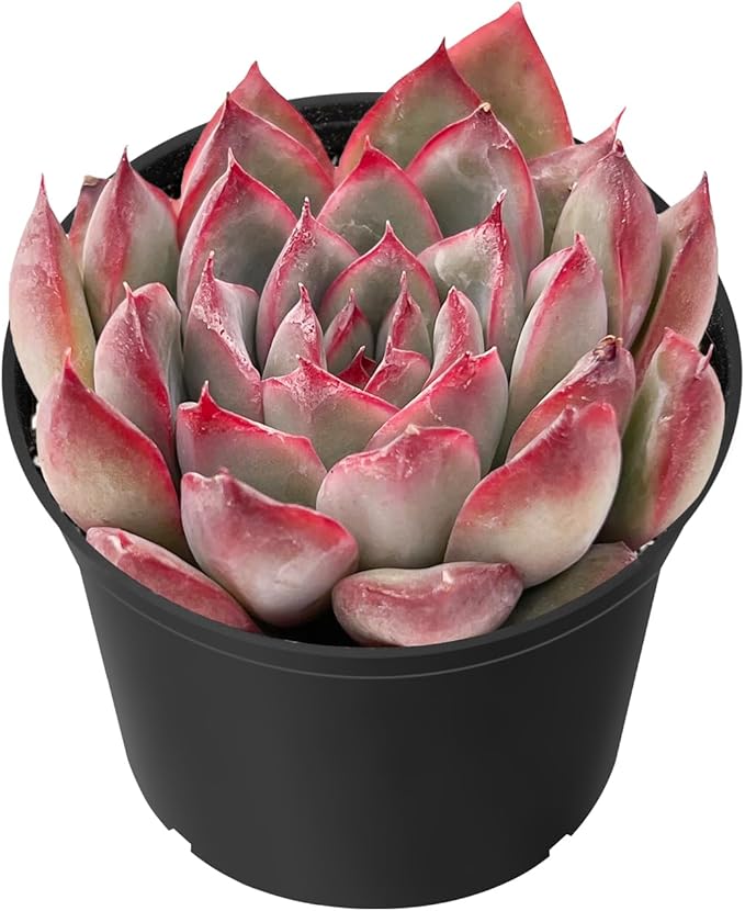 Sprout N Green Echeveria Pulidonis, Mini Live Succulent Fully Rooted in 2 inch Starter Pot with Soil Mix, House Plant for Indoor Outdoor Home Office Wedding Decoration Party Favor