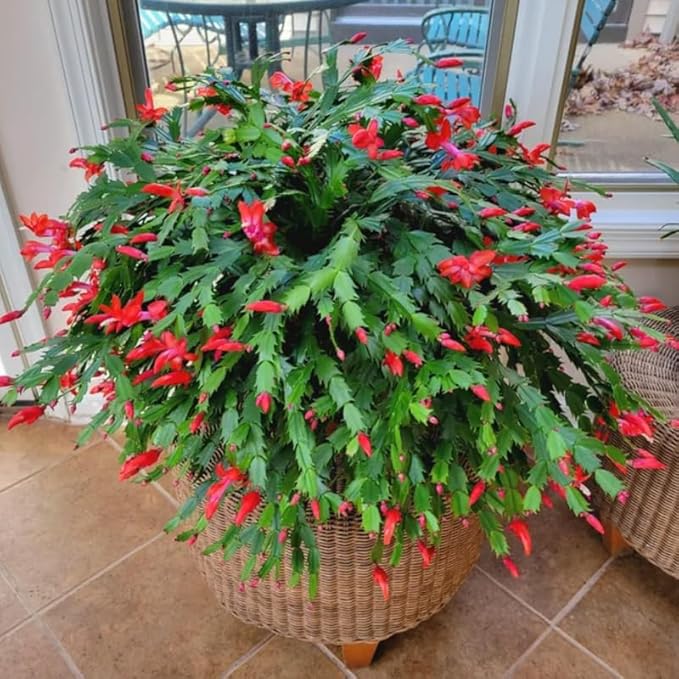 1 Thanksgiving Christmas Cactus Plants Live in 4" Pot, Houseplant Holiday Cactus, Vibrant Single Color Blooms Indoor Outdoor, Zygocactus Like, Winter Hardy (Red)