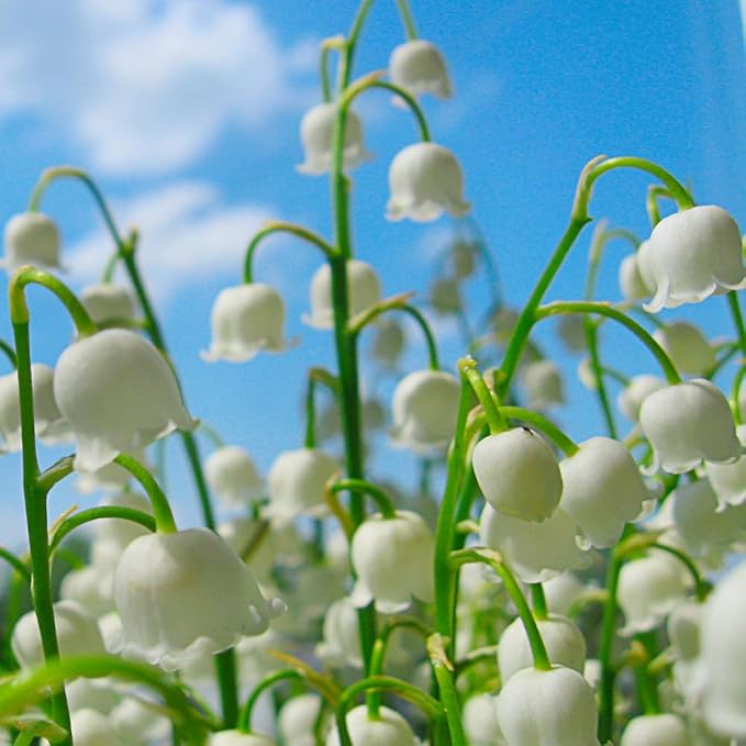 10 Large Lily of The Valley Roots for Planting, Perennial Sweet Fragrant White Flower, Zones 2 to 9, Cold Hardy
