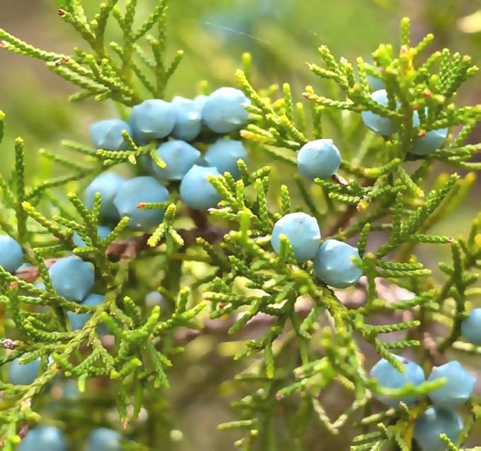 Cedar, Dogwood, Pine, Redwood, Spruce, Tree Seed by MySeeds.Co, You Choose The Color n Quantity (1 Pack, Eastern Red Cedar - Big Pack)
