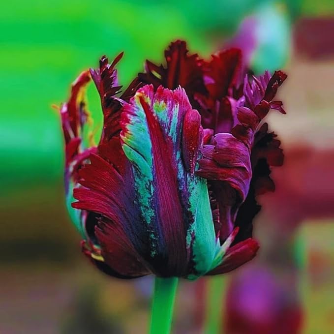 15 Parrot Tulip Bulbs for Fall Planting, Tulip Spring Flower Bulbs Perennial Outdoor, Colorful Blooms Groundcover Bulb