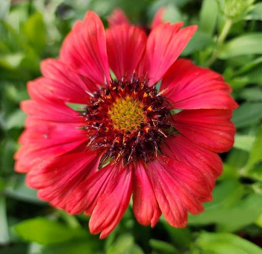 Greenwood Nursery: Live Perennial Plants - 'Mesa Red' + Gaillardia x Grandiflora - [Qty: 10x Pint Pots] - (Click for Other Available Plants/Quantities)