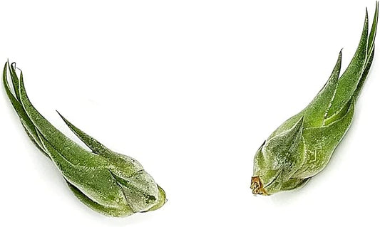ragnaroc Air Plants - Tillandsia Seleriana, Large 4-6" - 2ct - Live Arrival Guaranteed - House Plants for Home Decor & Gift
