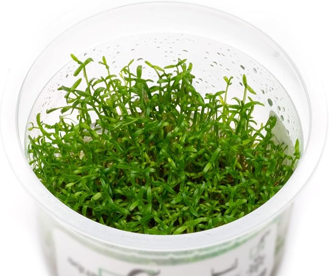 SubstrateSource Live Plant - Microcarpaea Minima Tissue Culture Aquatic Live Aquarium Plant - 100% Snail Free in Vitro Cup (Microcarpaea Minima)