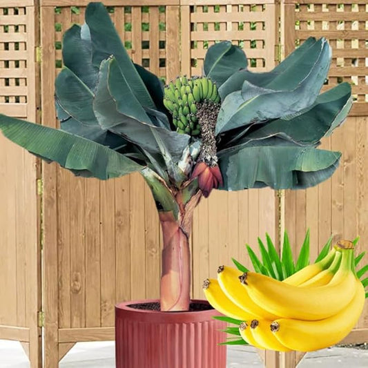 Dwarf Cavendish Banana Plant Live for Planting, Banana Trees Live Plants for Outdoor Indoor Planting, Cold Hardy, 4-7" in Tall, No Pot, Musa Plant