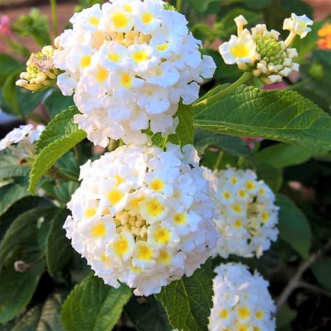 Pack 2 White Trailing Lantana Plants Live for Planting Outdoors, 2 to 5 Inch Tall, Live Lantana Plants Well Rooted, Fragrant Flowers