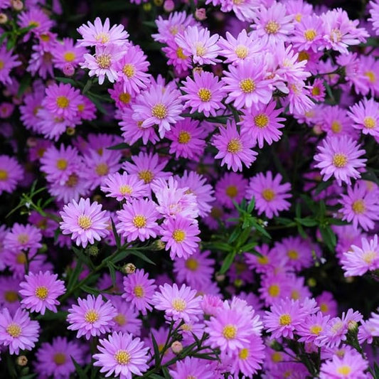 Pink Asters Live Plant, Perennial Aster Plants, Aster Bush Plant, 4-6 Inch Tall Asters Bush Starter Plants, Without Pot