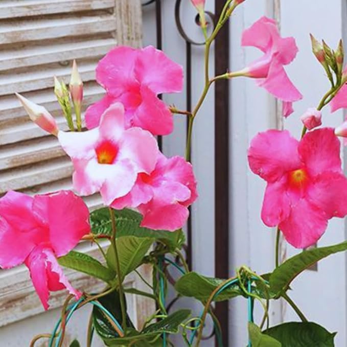 Pink Mandevilla Live Plants Vine, Set 2 Plants, Live Mandevilla Flower Plants Gardening, Mandevilla Vine Plant Growing