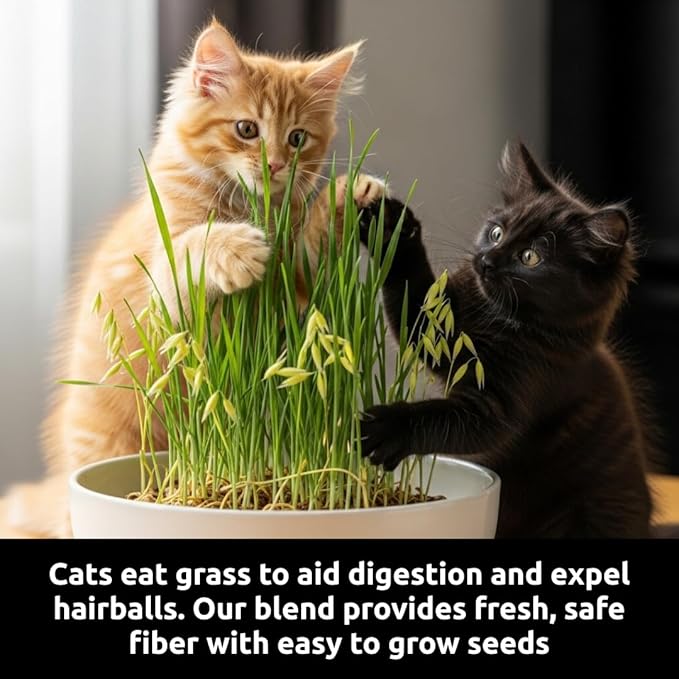 Cat Grass Seeds for Growing | 4 Way Blend, Rye, Wheat, Oats and Barley | Made in USA, Ships from Iowa. (10 Pounds)