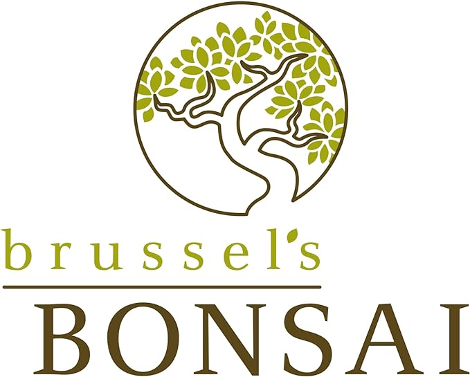Brussel's Bonsai Live Ginseng Grafted Ficus Indoor Bonsai Tree - Small, 4 Years, 6 to 8 In - Live Bonsai Tree in Ceramic Bonsai Pot and Humidity Tray