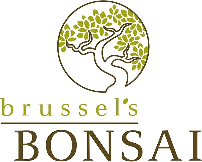 Brussel's Bonsai Live Satsuki Azalea Bonsai, Outdoor, Live Flowering Bonsai Tree - Small, 5 Years Old, 5 to 8 inches Tall - Grower Bonsai Pot