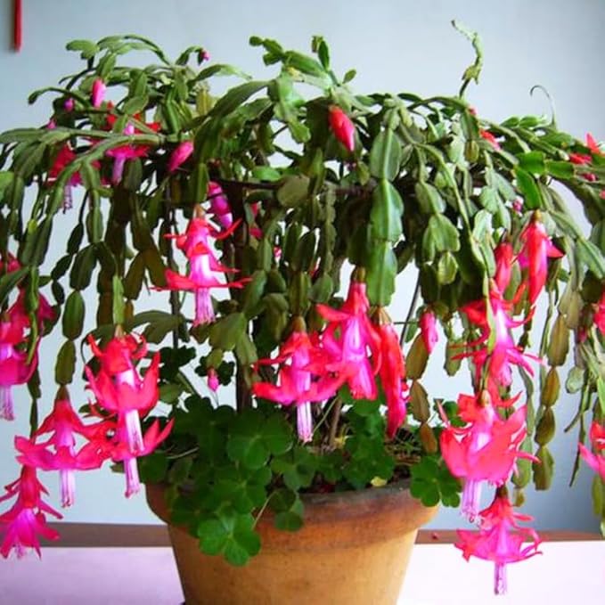 2 Christmas Cactus Plants Live, Starter Holiday Thanksgiving Cactus Plant for Indoor Outdoor Houseplants, Fasle Easter Cactus Plants Like, Cold Hardy, 5-9" in Tall, No Pot (Pink)