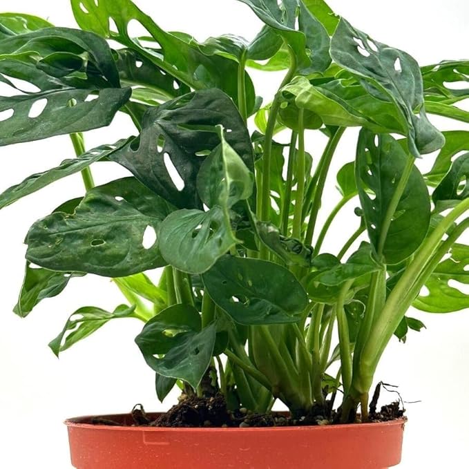 BubbleBlooms Swiss Cheese Plant in a 6 inch Pot Monstera Adansonii, Five Holes Vine Big Indoor House Plant