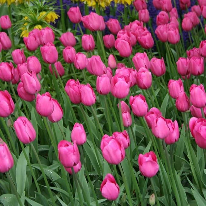 Don Quichotte Triumph Tulip Flower Bulbs - 10 Bulbs per Pack - Good as Cut Flowers - Good for Indoor Forcing - Easy to Grow Live Plants - Outdoor Garden