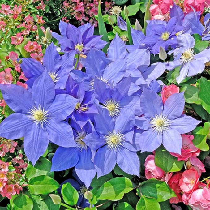 Blue Purple Clematis Vine Plants Live in Pot, 8 Months Old Seedlings Climbing Flowering, Outdoor Trellis Fences, Cold Hardy