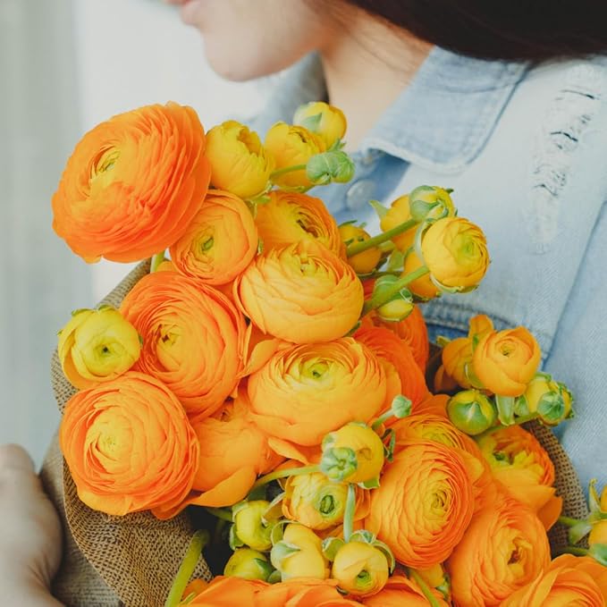 25 Ranunculus Bulbs for Fall Planting, Perennial Flowers Bulbs for Gardens, Vibrant Peony Buttercup Corms for Outdoor Borders (Orange Ranunculus Bulbs)