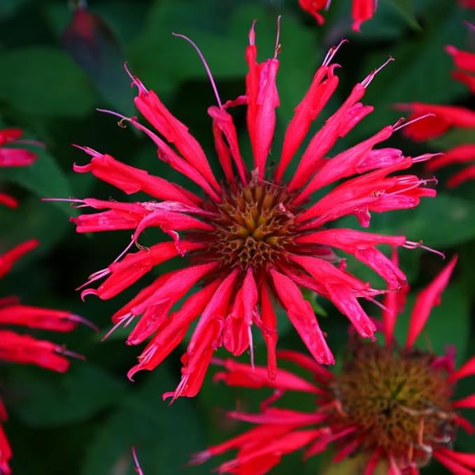 Red Bee Balm Live Plant, Perennial Garden Flower Plant, 3 to 6 Inch Tall Plant