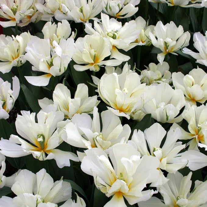 Exotic Emperor Tulip Flower Bulbs - 10 Bulbs per Pack - Deer Resistant - Good as Cut Flowers - Grows Well in Containers - Perennializing