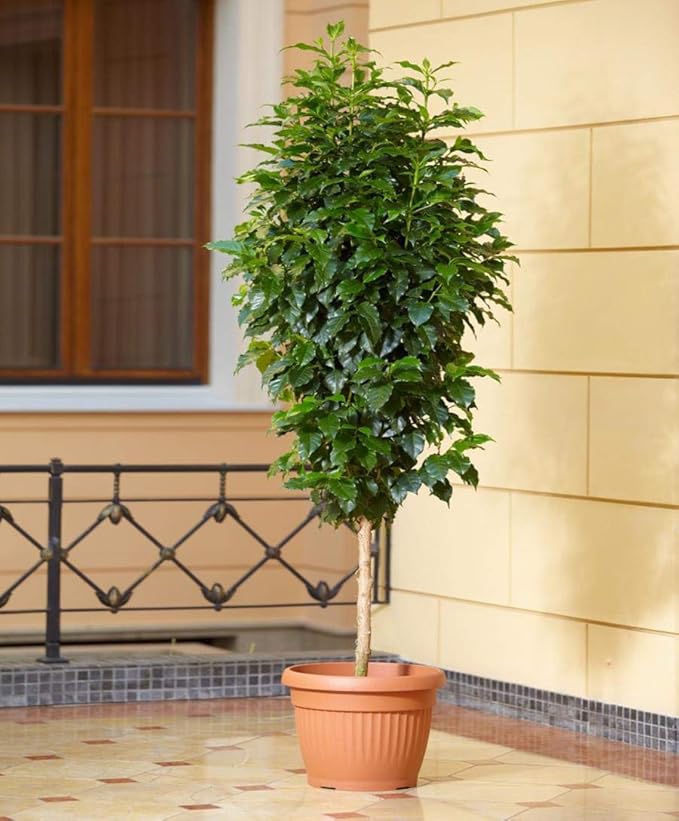 5+ Seeds Arabian Coffee Tree (Mountain Plant) - Tree Dwarf