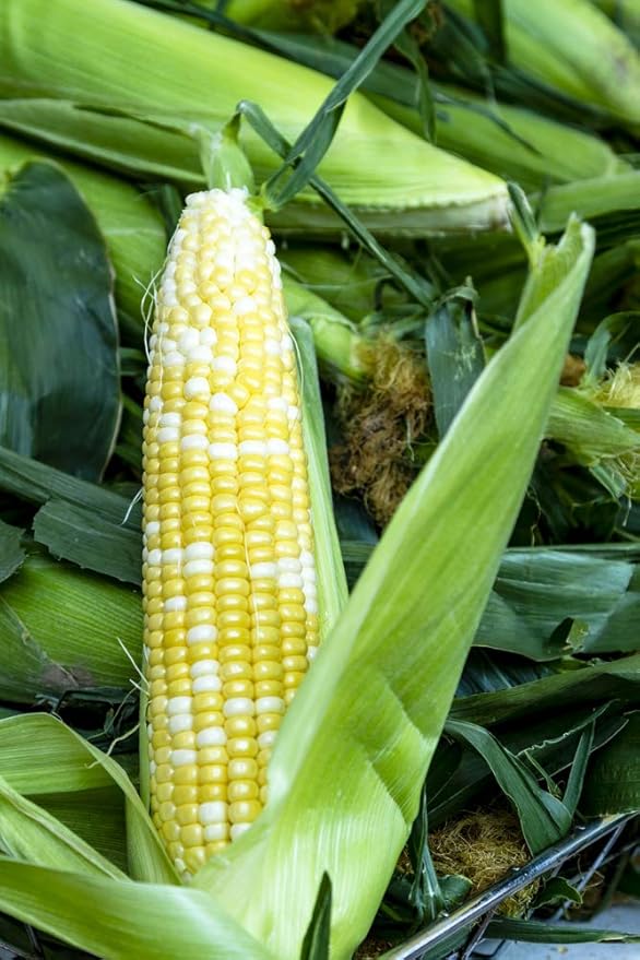 Peaches and Cream Sweet Corn Seeds 100 Seeds