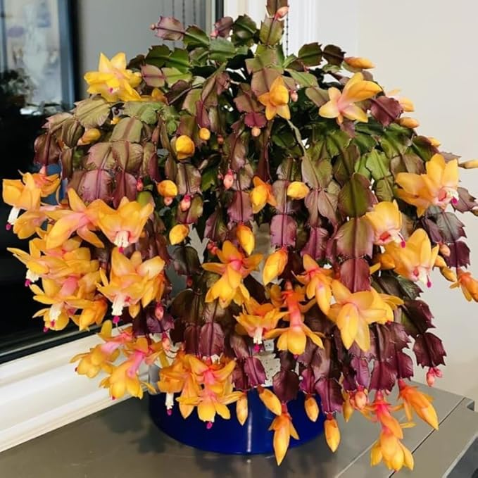 2 Yellow Christmas Cactus Plants Live, True Thanksgiving Cactus Live Size 6-9" Inches Tall, Ready to Blooms, Holiday Houseplant, Cold Hardy, Bloom in Winter