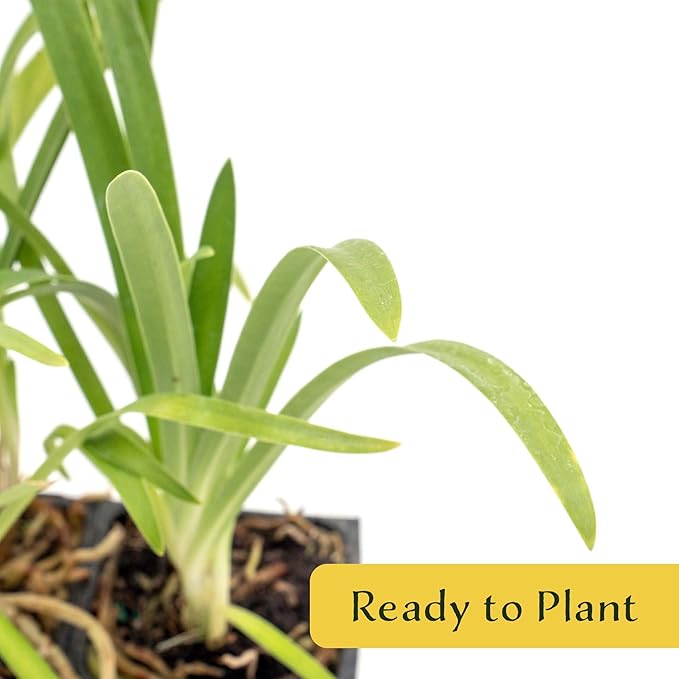 4 Frederick Street Park Agapanthus in 2.5” Nursery Cubes (Agapanthus ‘Frederick Street Park’) | Compact Semi-Evergreen Perennial for Borders, Containers, and Pollinator Gardens | Ready-to-Plant