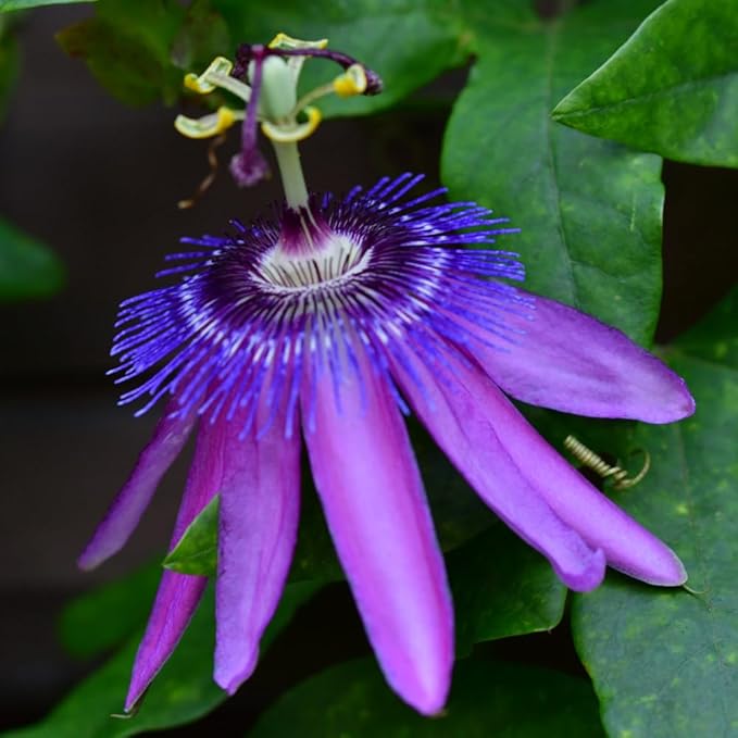 Lavender Passion Flower Plant - Lavender Passion Flower Vine Live Plant - Size 5 to 7 Inch Tall, Passiflora Flowers Starter Plant, Without Pot