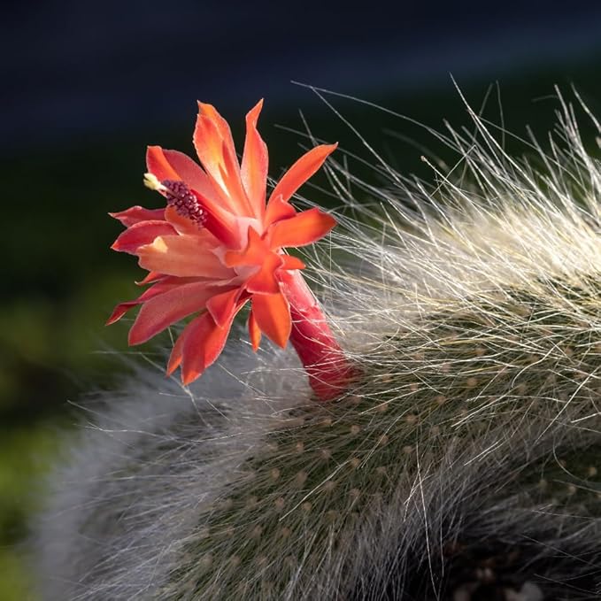 Trailing Monkey Tail Cactus Plant Live, 6 to 8 Inches Tall, Live Succulents Plant for Planting Indoor Oudoor
