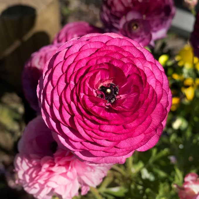 30 Ranunculus Bulbs for Fall Planting, Butterfly Ranunculus Corms, Peony Ranunculus Flower Bulbs for Garden, Vibrant Blooms in Spring (Pink Ranunculus Bulbs)
