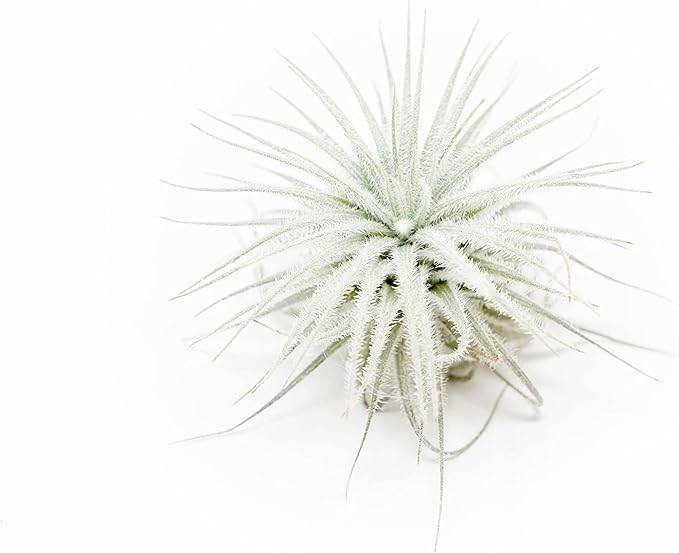 Small Tectorum Ecuador Air Plant - Live Tillandsia Succulent House Plants - Available in Wholesale and Bulk - Home and Garden Decor - Easy Care Indoor and Outdoor Plants (Small-1 PC)