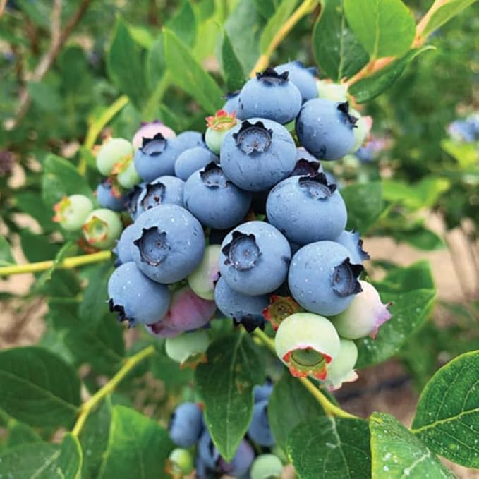 Sunshine Blueberry Plant Live for Planting, 4-8 Inch Tall Starter Plant, Hardy Blueberry Bush for Garden or Patio