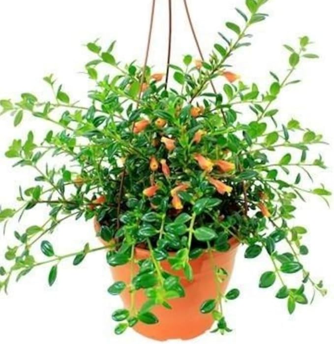 Trailing Goldfish Plant Live Potted 4 Inc, Tropical Goldfish Plant for Hanging Basket, Houseplant Indoor Live Plant