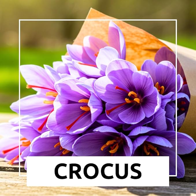 Rare Crocus Saffron Flower Bulbs for Planting, Crocus Sativus (5 Bulbs)