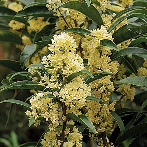 New Life Nursery & Garden-Fudingzhu Fragrant Tea Olive-Osmanthus, Trade Gallon Pot