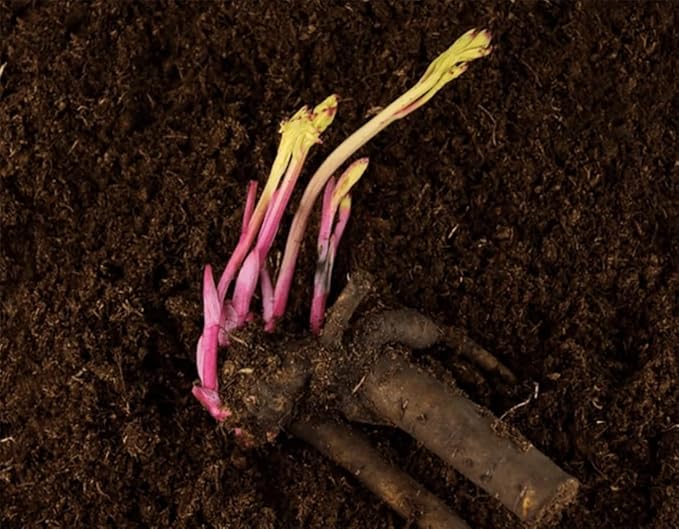 Marde Ross & Company Festiva Maxima - Double White Peonies Bulbs for Planting, Peony Plant Bare Root | Peony Bulbs for Spring Planting 2024 | Peony Seeds for Planting Outdoors