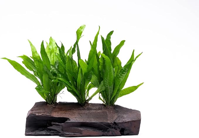 SubstrateSource Live Aquarium Plants on Driftwood, Lava Rock, Moss Mat - Freshwater Fish Tank Plants (Java Fern, Driftwood (Large))