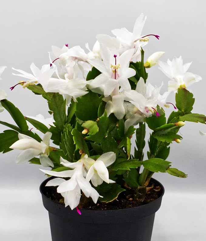 Christmas Cactus White 6" Pot -Zygocactus Plant Seasonal
