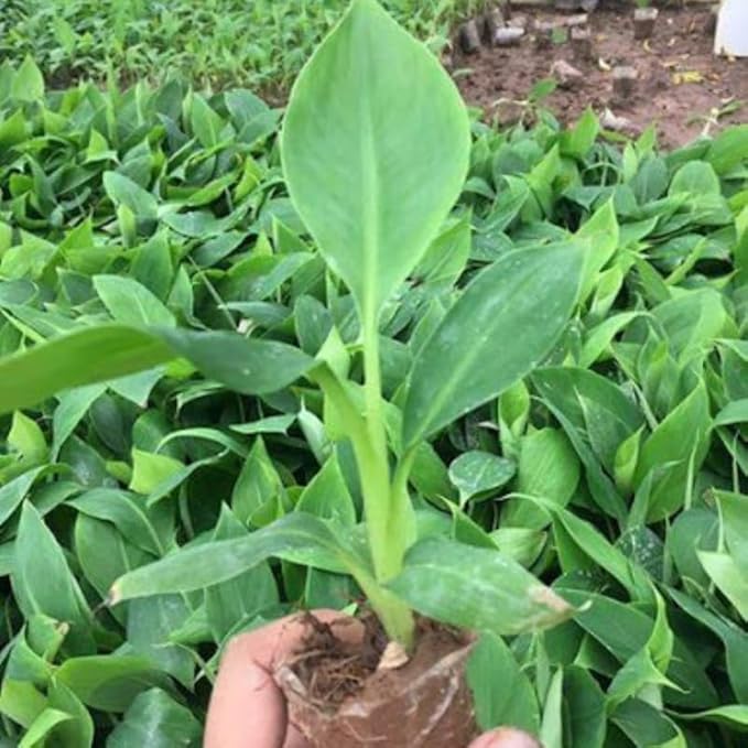Rare Banana Plant Live for Planting, Banana Trees Live Plants for Outdoor Indoor Planting, Cold Hardy, 4-7" in Tall, No Pot, Musa Plant