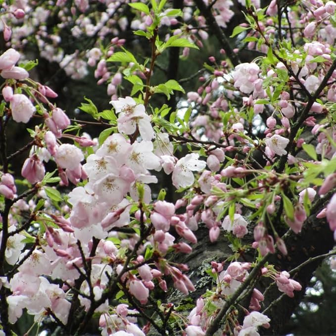 Cherry Blossom Tree, Light Pink Cherry Tree Live Plant, 6-12 Inch Tall in 2.5 Inch Pot, Dormant in Winter