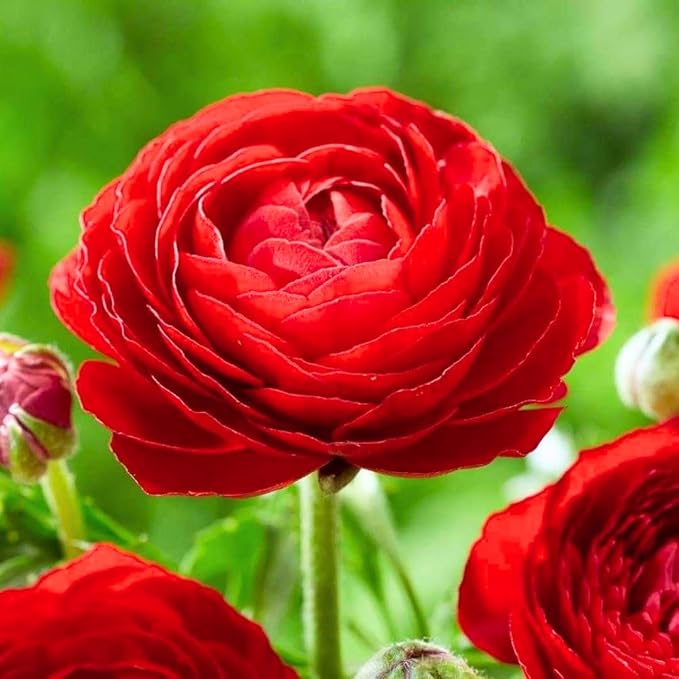 25 Ranunculus Bulbs for Fall Planting, Perennial Flowers Bulbs for Gardens, Vibrant Peony Buttercup Corms for Outdoor Borders (Red Ranunculus)