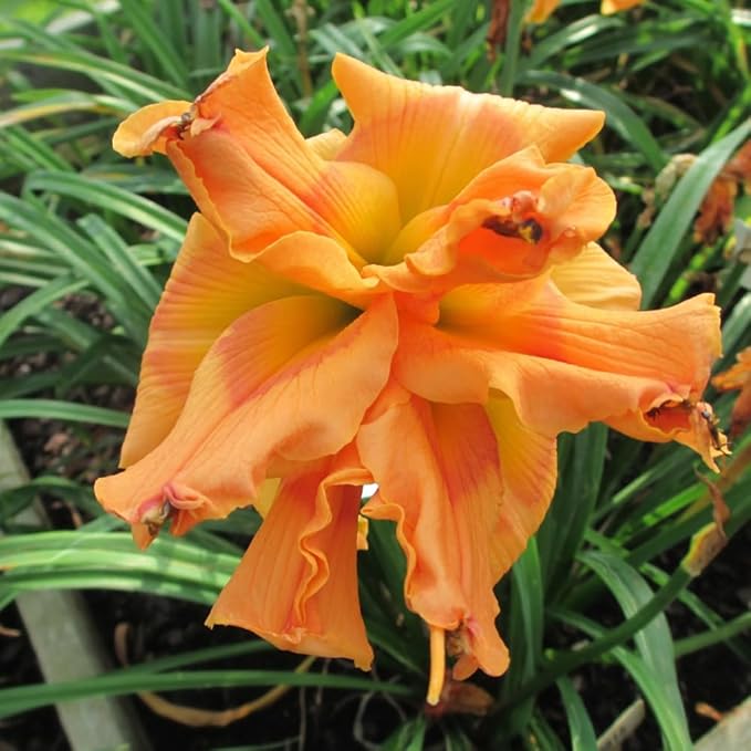 3 Double Orange Daylily Bulbs for Planting, Reblooming Daylilies Bulbs, Perennial Flowers Bulbs