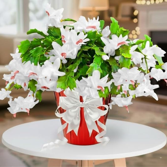 2 White Christmas Cactus Plants Live, True Thanksgiving Cactus Live Size 6-9" Inches Tall, Ready to Blooms, Holiday Houseplant, Cold Hardy, Bloom in Winter