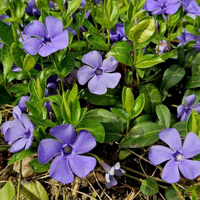 12 Vinca Plants, Vinca Minor Ground Cover Plant, Blue Flowers Periwinkle Plants, Perennial Vine Bare Roots